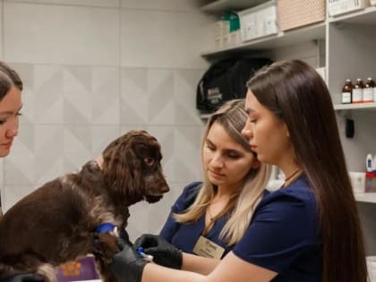 Жара не по зубам: какую опасность несёт солнце для ваших питомцев