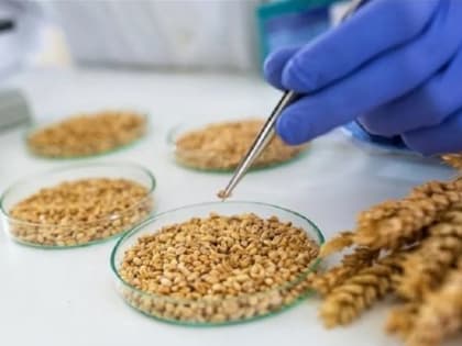 Омские крестьянские хозяйства попались на выпуске некачественного зерна