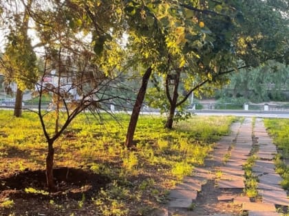 В Омске меняют принцип работы «зеленой комиссии» - расширяется список тех, кто может получить разрешение на снос деревьев