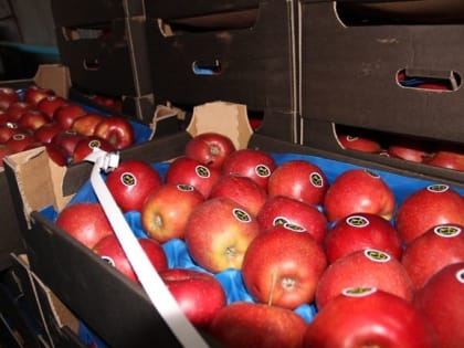 В «Магните» будут продавать только российские яблоки