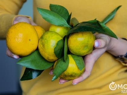 Сезонные овощи и фрукты декабря: как укрепить иммунитет зимой