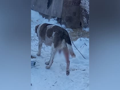 Собаку с израненным половым органом пытаются спасти новосибирские волонтёры