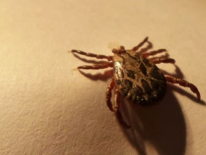 Что делать, если укусил клещ? Инструкция для омичей