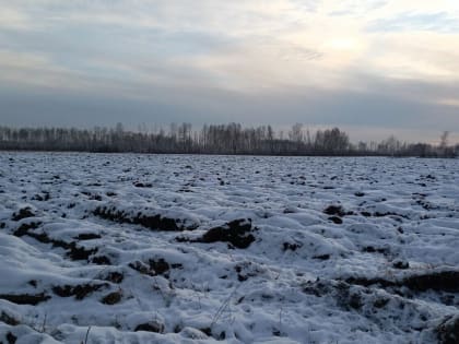 Следы невиданных зверей. В Омской области голодные животные «атаковали» кормовые поля