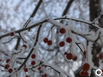 «Зимний» дождь и аномальное тепло: синоптики рассказали о необычной погоде в Омске