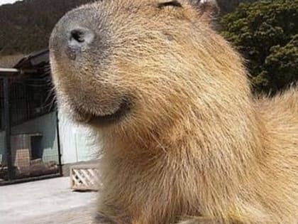 ЕДА ДЛЯ КАПИБАР.