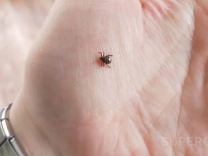 В Омской области стали активней переносчики смертельной инфекции