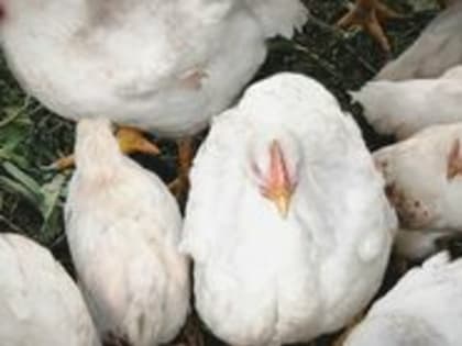 В Омской области стали производить больше оборудования, металла и продуктов