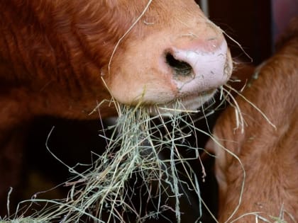 В Омской области выявили четвертый случай бешенства