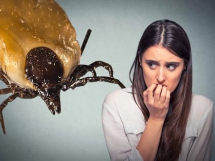 В праздники для омичей будет работать горячая линия по клещевому энцефалиту