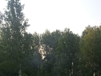 Компания, выкупившая российские заводы IKEA, хочет строить фанерное производство в Омской области