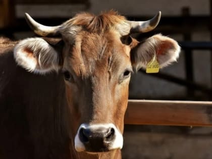 На омской ферме установили карантин из-за лейкоза