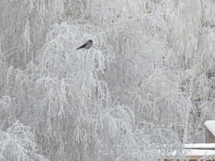 Омский гидрометеоцентр: ночью будет еще очень холодно, но дальше будет теплее