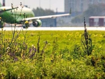 С еще одним самолетом, летающим из Омска в Сочи, произошел инцидент