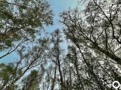 В Омске дерево рухнуло на площадку, где играли дети