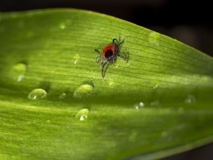 Омичам рассказали, как защитить себя от укусов клещей