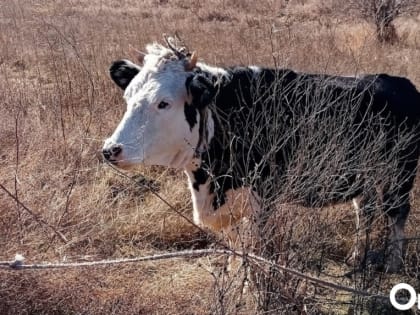 Вирус распространяется: в Омской области ввели карантин из-за опасного заболевания у животных
