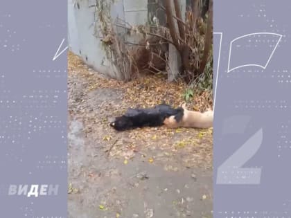 Убивали хладнокровно и целенаправленно: омская полиция ищет живодёров, которые жестоко расправились с чипированными собаками