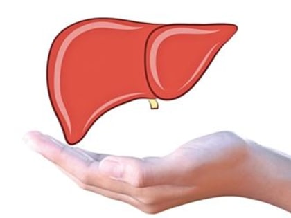 Значение печени для здоровья человека