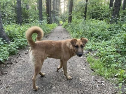 Российское правительство поддержало законопроект о праве регионов усыплять бездомных собак