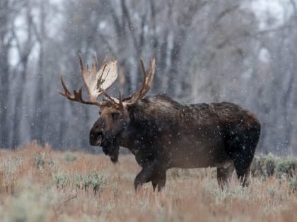 В Омской области завершился сезон охоты на косулю и бобра