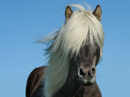 Неожиданный поворот: в Омске застрявших на пути к больному ребёнку врачей спас пони