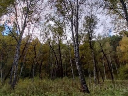 Столичная актриса назвала Омск утопающим в зелени