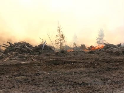 Спасатели объяснили смог над городом большим числом лесных пожаров