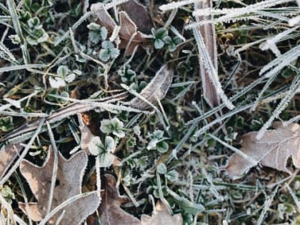 В России введут ЧС федерального значения из-за заморозков.