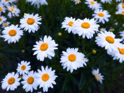 В Омске после затяжного похолодания потеплеет до +22 градусов