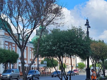 В Омске на Любинском проспекте засохли семь шаровидных ив