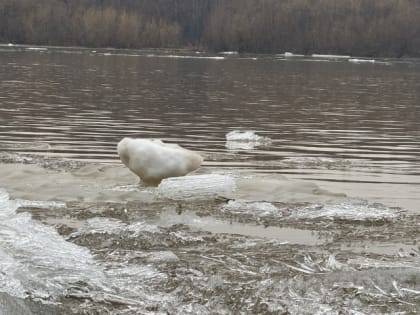 В МЧС сделали заявление по ситуации с паводком в Омской области