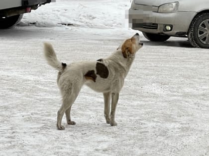 В Омск поставят сотню тысяч доз от бешенства плотоядных животных