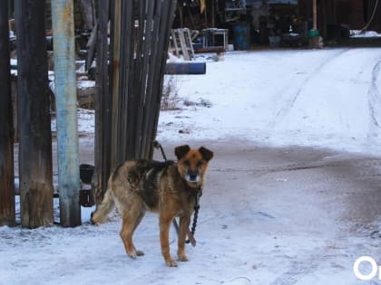 Под угрозой люди: сразу в трёх районах Омской области выявлены очаги бешенства