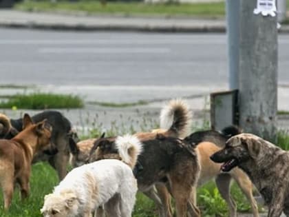 Отлов собак