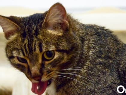 В двух районах Омской области коты заразились бешенством