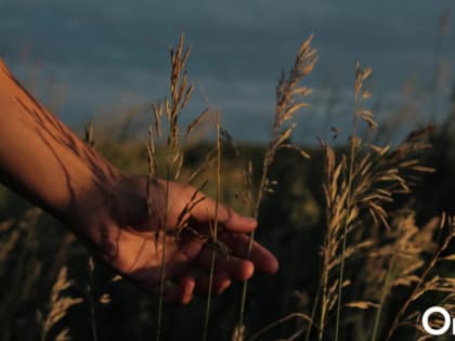 Прогноз по урожаю зерновых в России повысили до 140 миллионов тонн