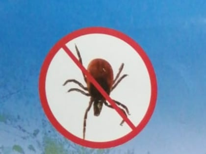 В Омской области проснулись клещи, которые являются переносчиками опасных инфекций: клещевого энцефалита и клещевого боррелиоза