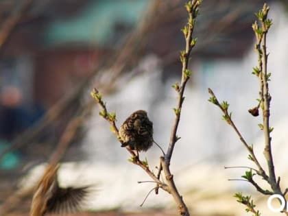 До +6 градусов: омичам представили подробный прогноз погоды на конец марта и начало апреля