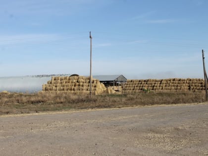 В АО «Солнцево» отмечена самая высокая урожайность кукурузы в Исилькульском районе