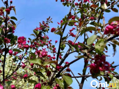 Опубликована дата, когда в Омск вернётся хорошая погода