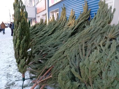 Стали известны первые адреса елочных базаров в Омске