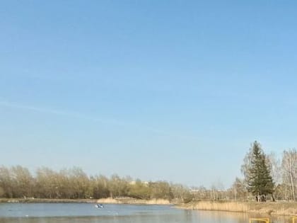 Парк 30-летия ВЛКСМ закупает 340 новогодних сосен