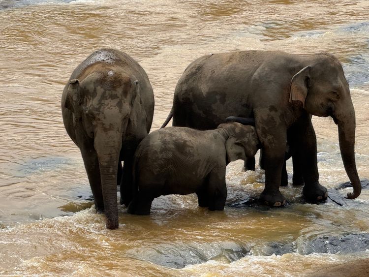 Mr. and Mrs. Valiante and family - Photo 2