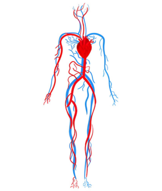 Vascular surgeon treating varicose veins using laser techniques