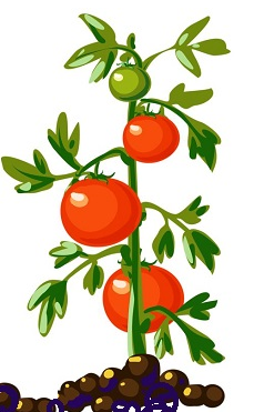 Cây cà chua khi trồng có chiều cao 5 cm 1 de thi toan online