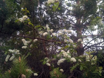 Прогноз погоды в Красноярске на 26 мая