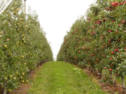 В Красноярском крае на поддержку садоводства выделят 131 млн рублей