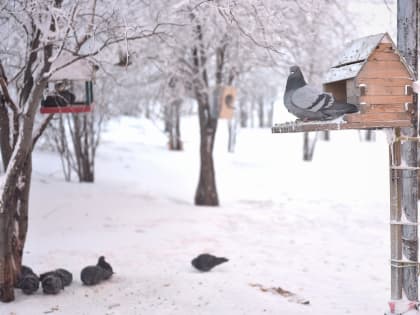 Акция «Сохраним птиц, сохраним леса» в Красноярском крае