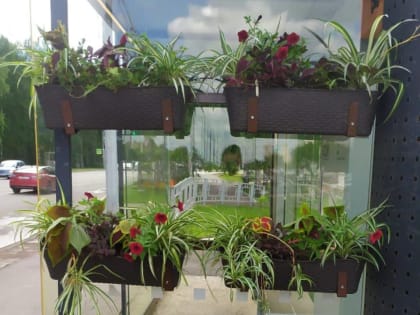 В Красноярске украсили остановки кашпо с цветами